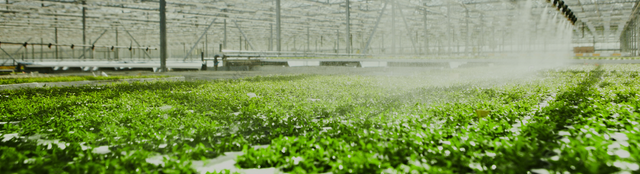 greenhouse hydroponics